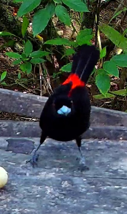 Scarlet-rumped Tanager
