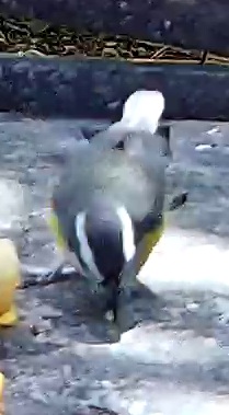 Bananaquit