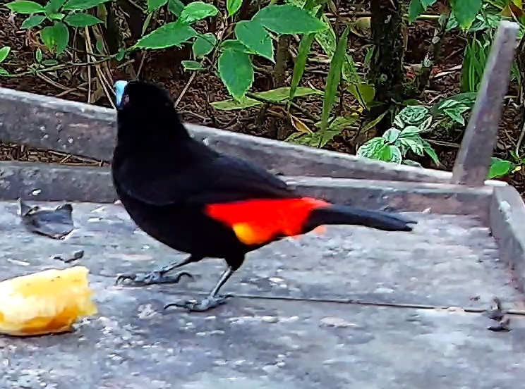 Scarlet-rumped Tanager