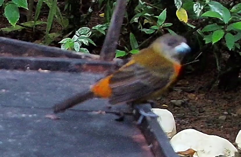 Scarlet-rumped Tanager