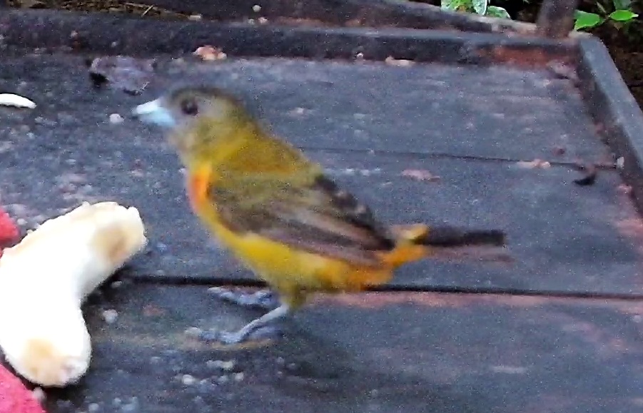 Tanager