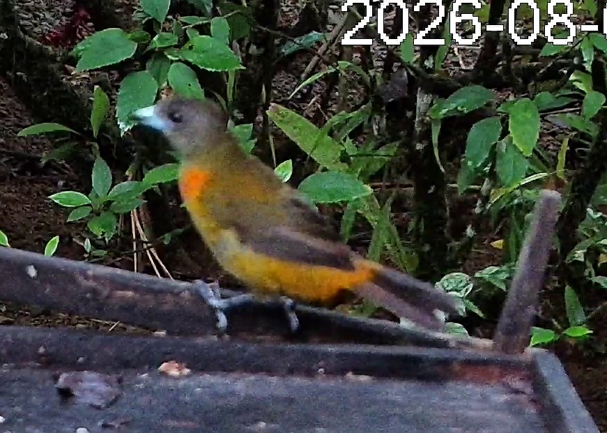 Flame-rumped Tanager