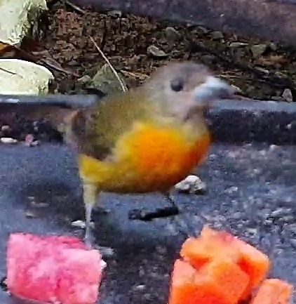 Crimson-backed Tanager