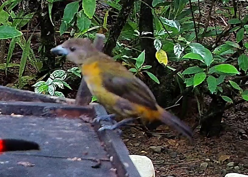 Flame-rumped Tanager
