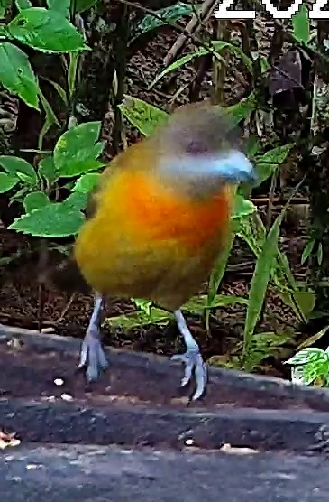 Flame-rumped Tanager