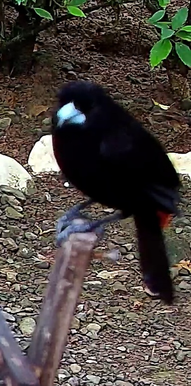 Scarlet-rumped Tanager
