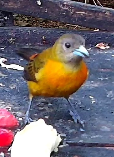 Flame-rumped Tanager