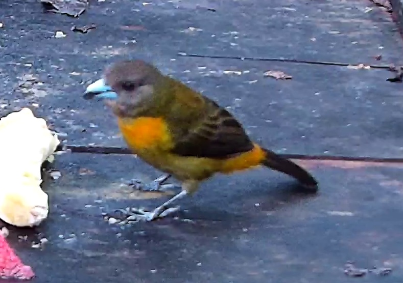 Flame-rumped Tanager