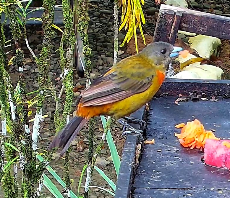 Flame-rumped Tanager