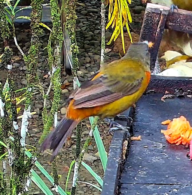 Flame-rumped Tanager