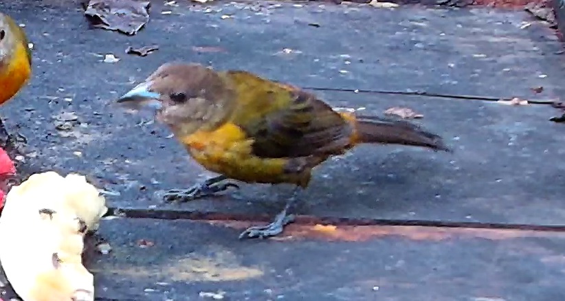 Flame-rumped Tanager