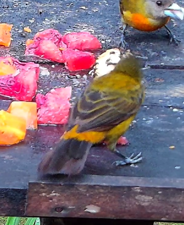 Flame-rumped Tanager