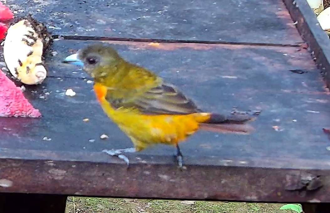 Flame-rumped Tanager