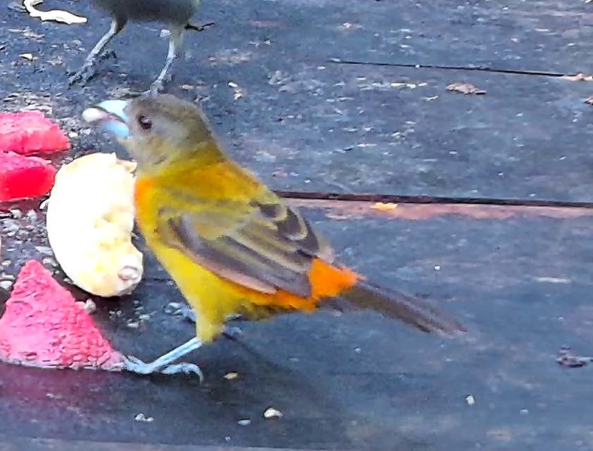 Flame-rumped Tanager