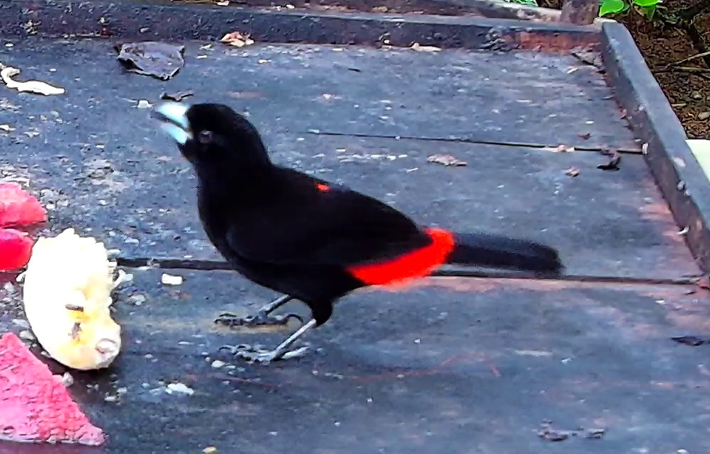 Flame-rumped Tanager