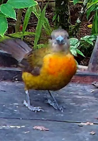 Flame-rumped Tanager