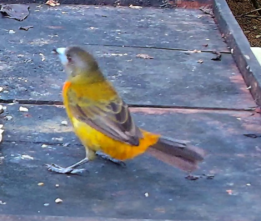 Flame-rumped Tanager