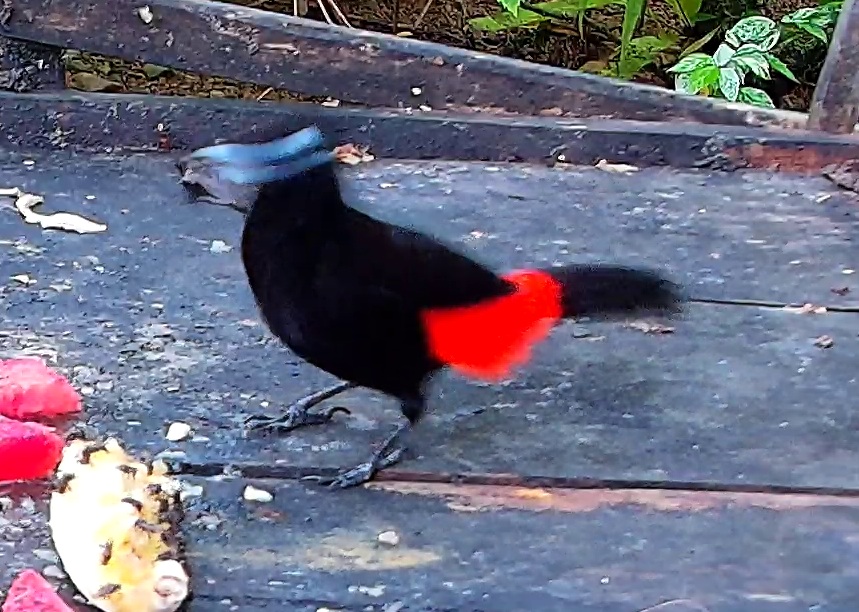 Scarlet-rumped Tanager