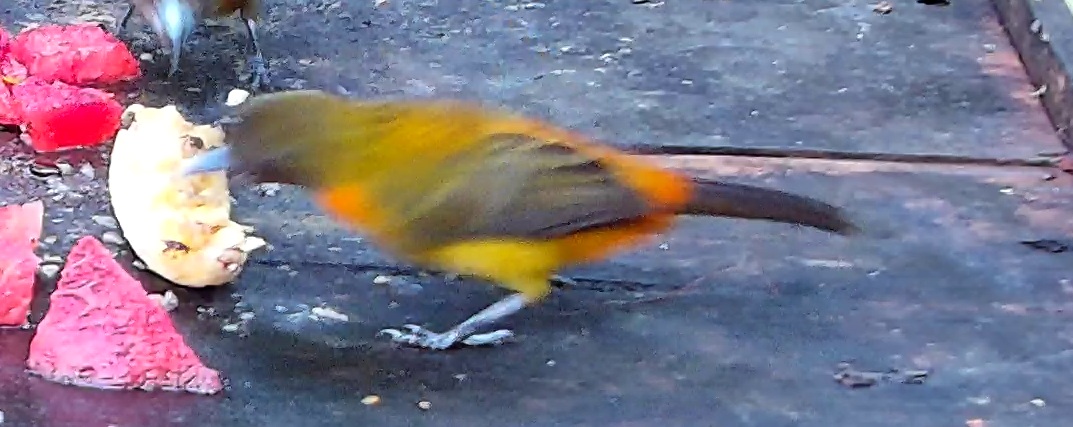 Grey-headed Tanager