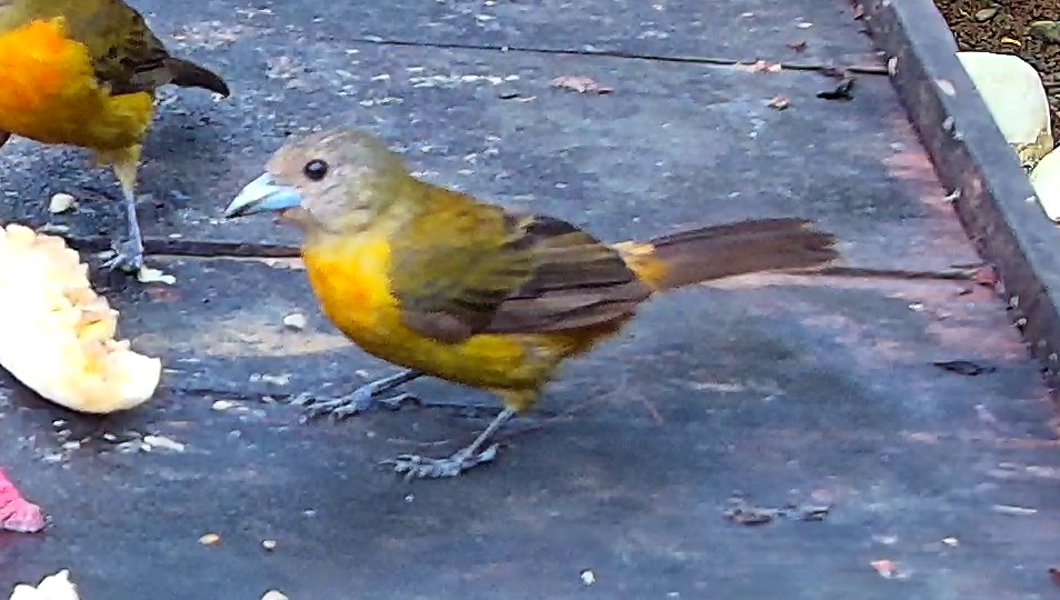 Flame-rumped Tanager