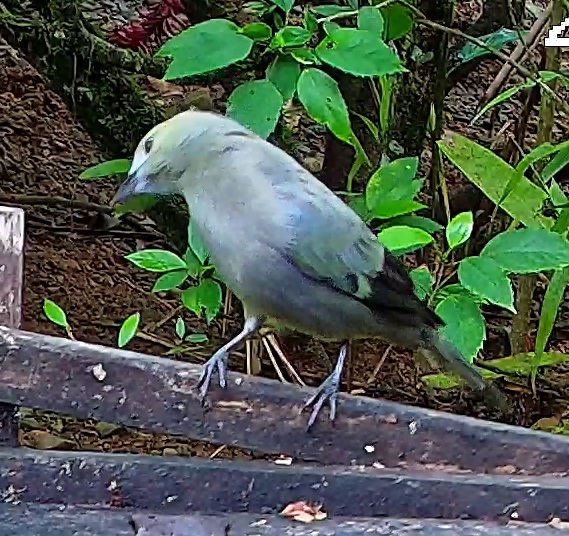 Blue-gray Tanager