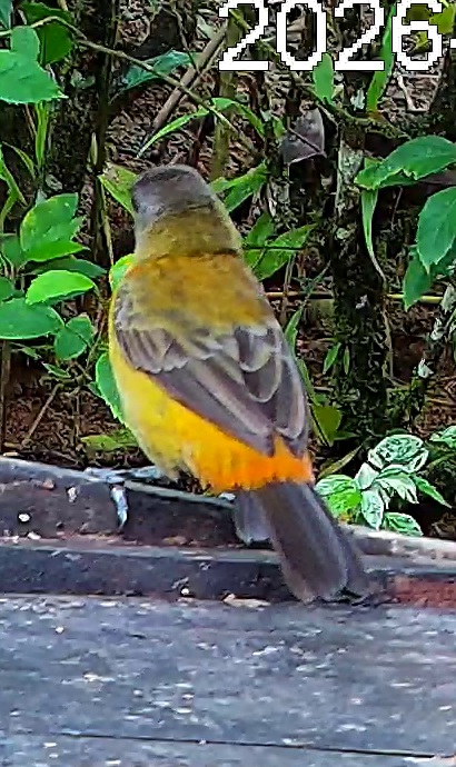 Flame-rumped Tanager