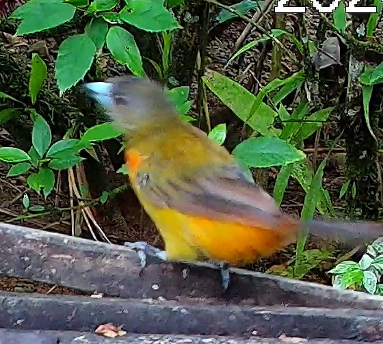 Flame-rumped Tanager