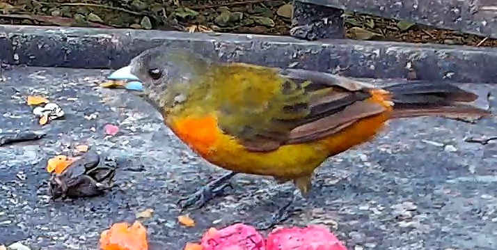 Flame-rumped Tanager