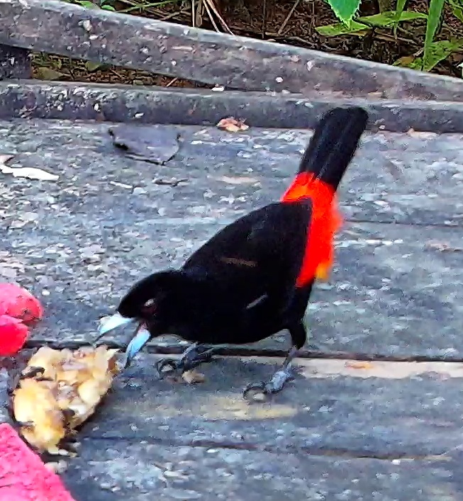 Scarlet-rumped Tanager