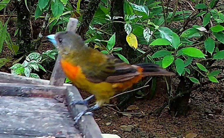 Flame-rumped Tanager