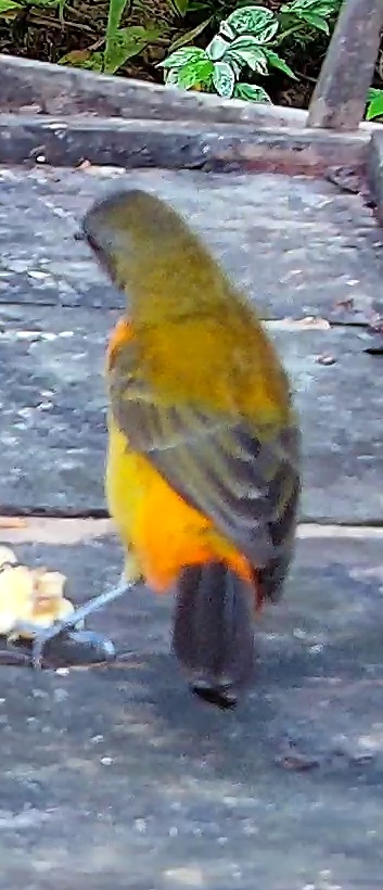 Olive-backed tanager