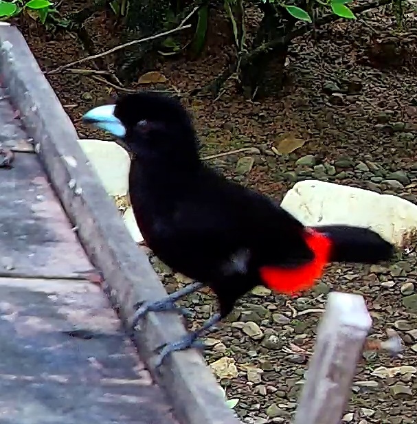 Scarlet-rumped Tanager