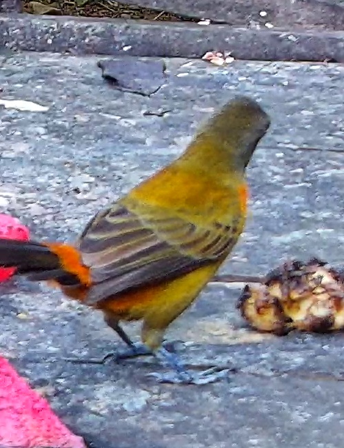 Flame-rumped Tanager