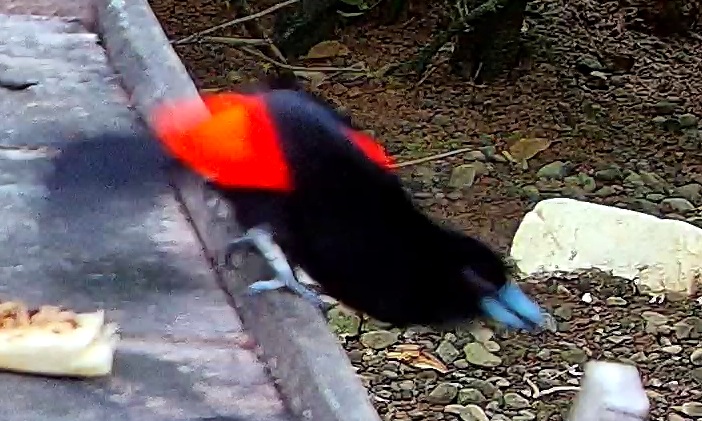 Scarlet-rumped Tanager