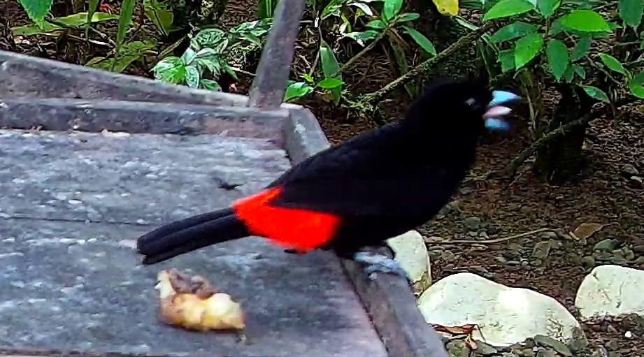 Passerini's Tanager