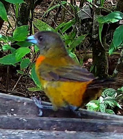 Flame-rumped Tanager