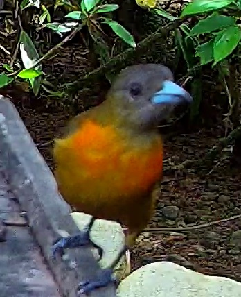 Flame-rumped Tanager