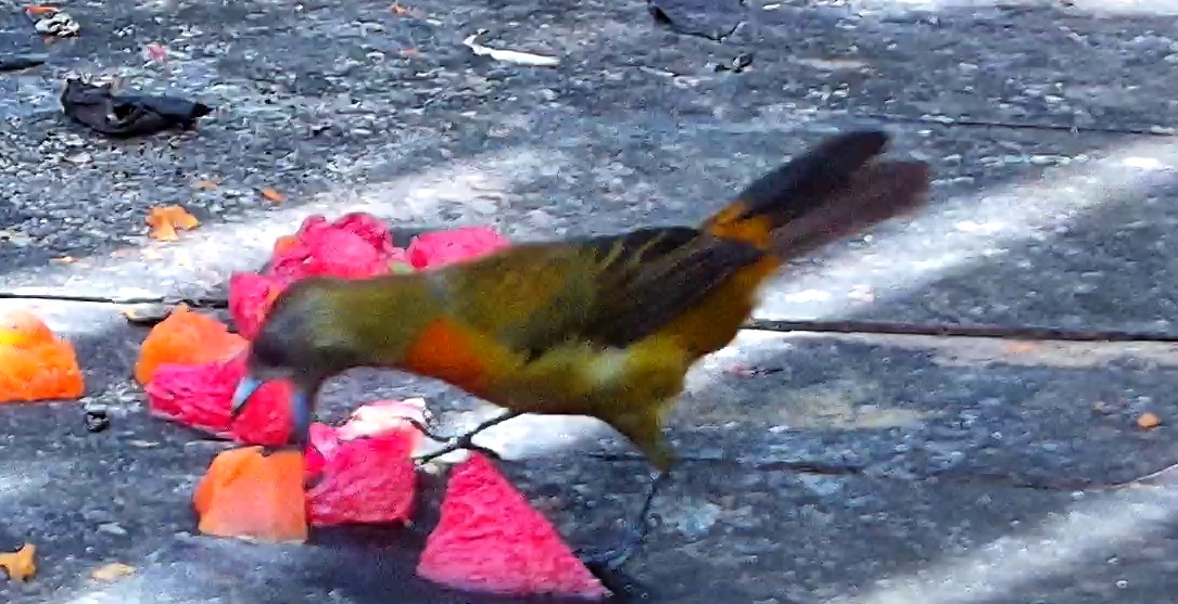 Flame-rumped Tanager
