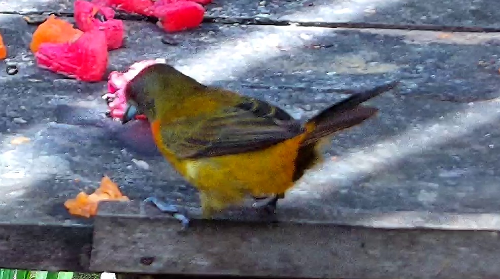 Passerini's Tanager