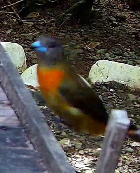 Flame-rumped Tanager