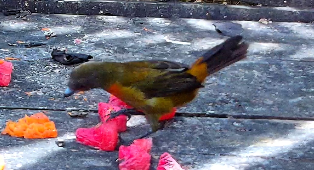 Flame-rumped Tanager