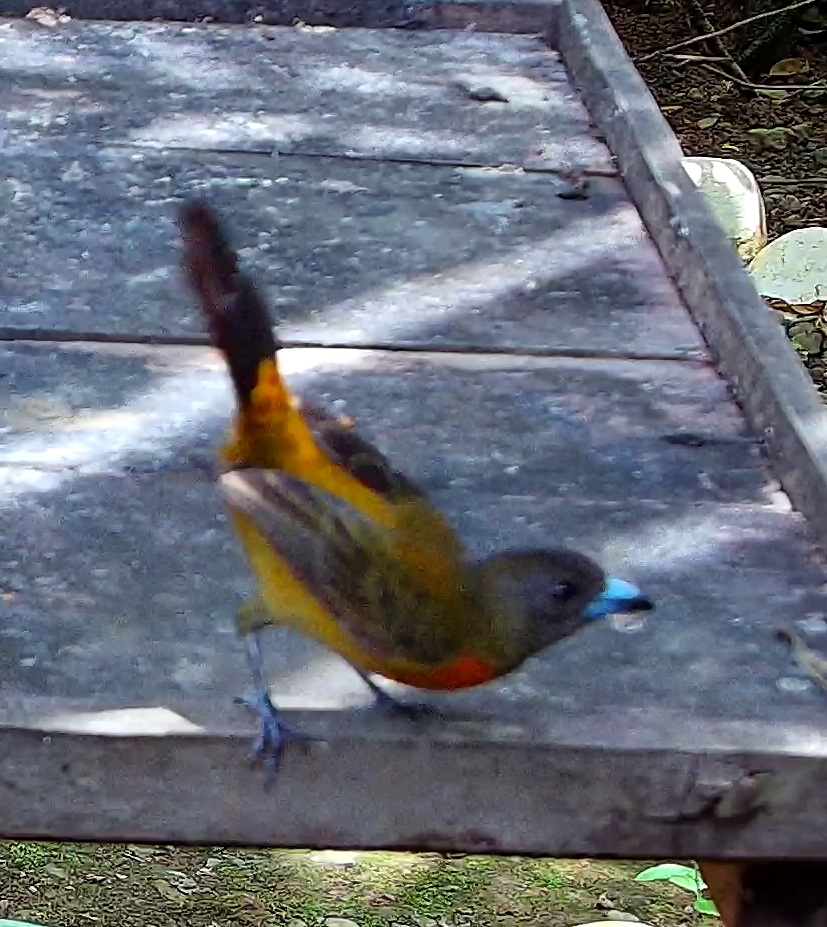 Flame-rumped Tanager