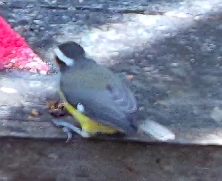 Bananaquit