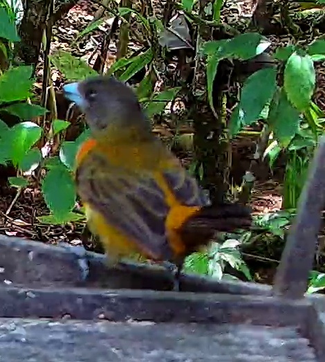 Flame-rumped Tanager