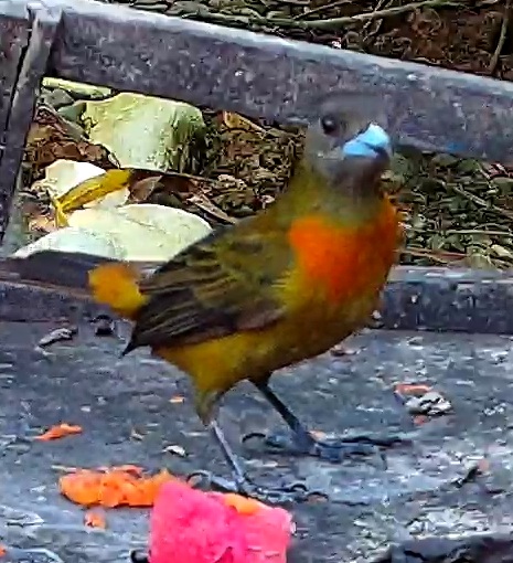 Flame-rumped Tanager