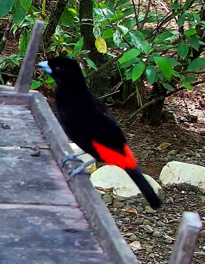 Passerini's tanager
