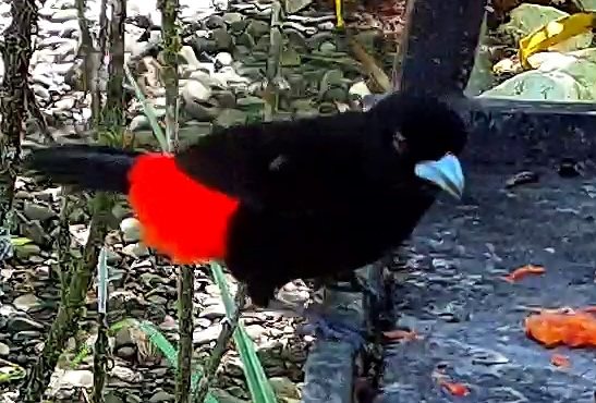 Scarlet-rumped Tanager