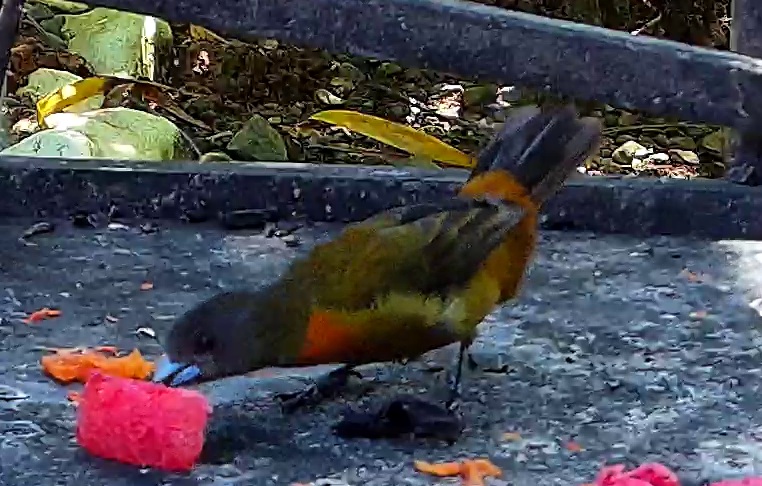 Scarlet-rumped Tanager