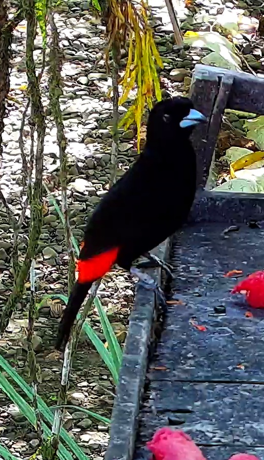 Scarlet-rumped Tanager