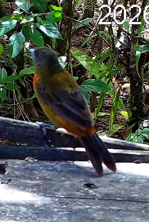 Crimson-backed tanager
